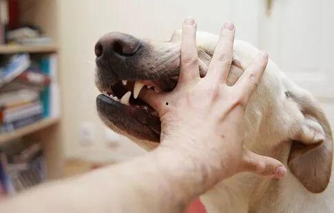 国产女人与狗,女性力量与忠诚犬伴的感人故事