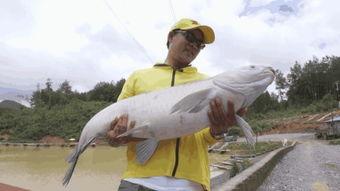 青鱼视频在线观看国产,青鱼视频带你领略国产影视魅力